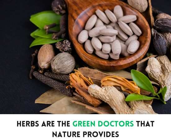 ayurveda herbalist course