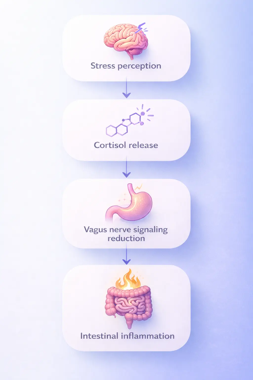 How stress signals travel from the brain to the stomach through the vagus nerve, affecting digestion and inflammation